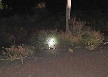Sorpresa por yacaré que caminaba por la ruta 105 en Misiones