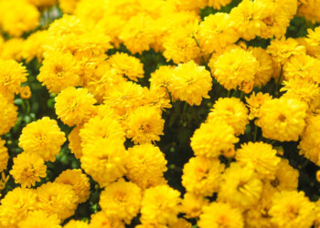 Por qué se regalan flores amarillas el 21 de marzo