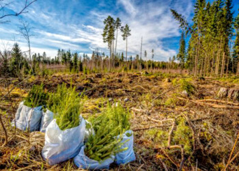 Los pequeños productores están dejando de forestar por falta de pago del incentivo