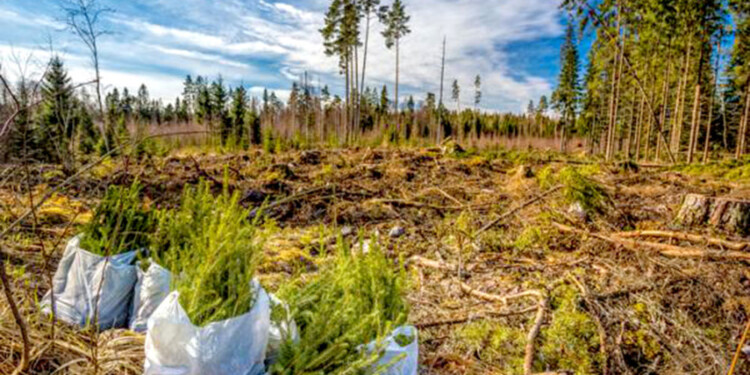 PREOCUPACIÓN. Solamente algunas empresas con grandes extensiones siguen forestando sin cobrar incentivos.