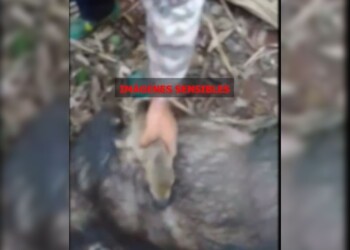 Video: se filmaron faenando dos pecaríes en Misiones y lo subieron a las redes sociales