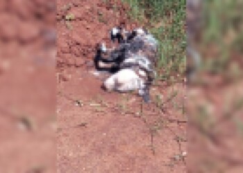 Hallaron a un perro sin vida y quemado en Posadas