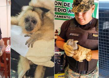 La Policía Ambiental rescató a varios animales en distintos puntos de la provincia 