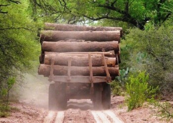 Investigan permiso “irregular” de tala en una reserva privada