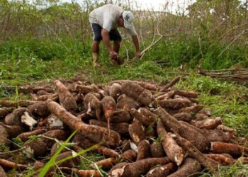 Misiones busca a su campeón pelando mandioca: cómo participar