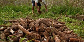 ACTUALIZACIÓN. Fijan en 120 pesos el kilo de mandioca debido a la baja cosecha.