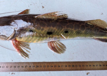 Peces del río Paraná: Hemisorubim platyrhynchos