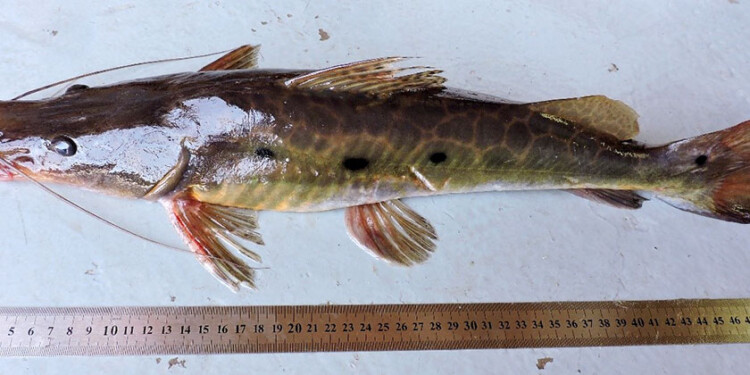 Foto: Lic. Danilo R. Aichino