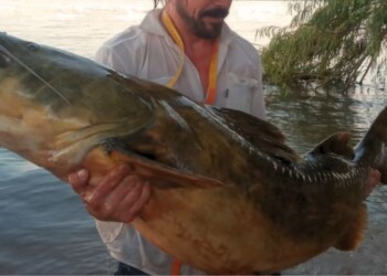 Atención pescadores: cuál es la mítica especie en peligro de extinción en el río Paraná