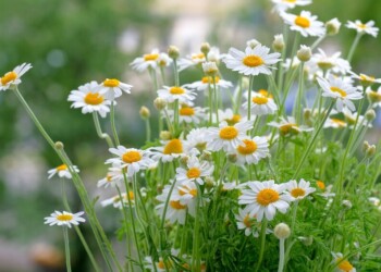 Manzanilla: cuáles son sus propiedades y por qué es importante consumirla