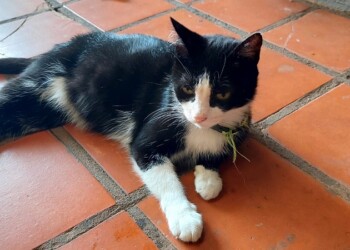 “La gata del vecino ahora es mi gata”