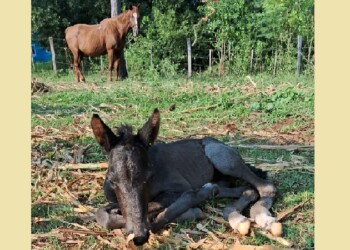 La Policía Montada de Oberá tiene un nuevo integrante en sus filas: nació “Milagros”