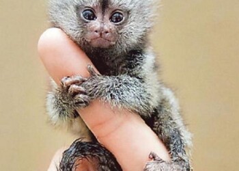 Curiosidades del mono tití