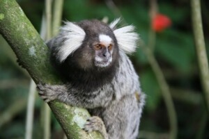 Los monos titís viven en las partes más altas de los árboles para estar a salvo de sus depredadores.