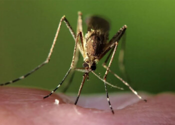 Los mejores trucos caseros para eliminar a los mosquitos