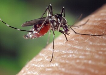 Dengue: en qué parte del cuerpo hay que ponerse el repelente para evitar la picadura del mosquito, según un especialista