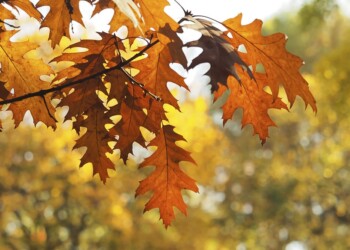 ¿Qué dice el pronóstico para el otoño 2024 en Misiones?