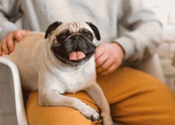 ¿Qué es un perro velcro?