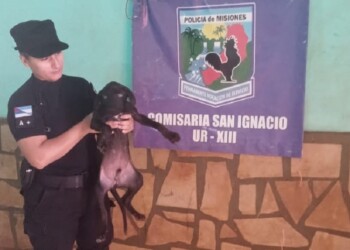 Gracias a cámaras de seguridad privada, recuperaron un perro robado en San Ignacio