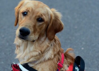 Comienza una nueva edición del Programa de Adiestramiento Canino con Iniciación en Terapia Asistida