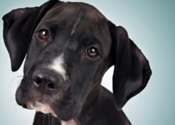 La conexión con un perro