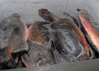 Excelente sabor, textura, proteínas y antioxidantes realzan el valor del pacú