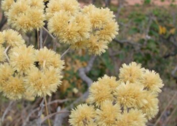 Viernes Santo y la tradición misionera de juntar marcelas