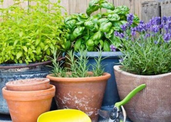 Dengue: cuáles son las 12 plantas “antimosquitos” ideales para tener en tu casa