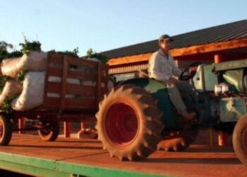 Yerba mate: productores confeccionan su propia pizarra de precios
