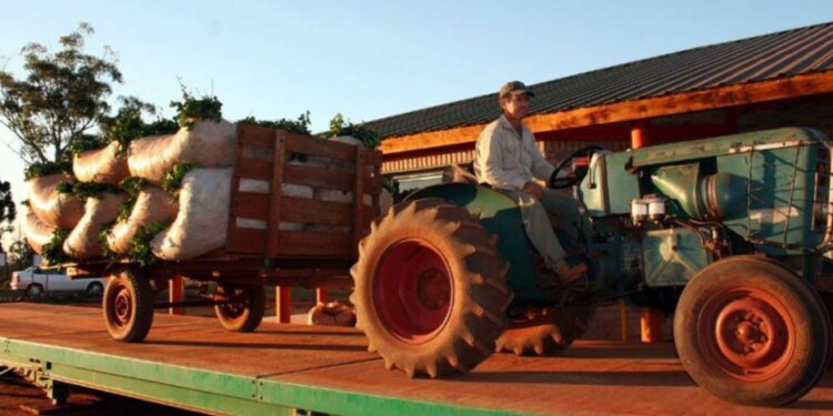 Yerbateros venden lo mínimo para cubrir gastos hasta que llegue la cosecha gruesa.