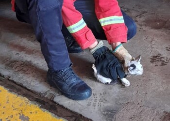 Gatito quedó atrapado en el motor de un auto y bomberos lograron rescatarlo
