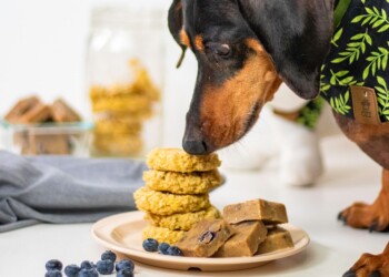 Golosinas caseras para tus perros