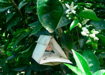 Recomendaciones por mosca de los frutos en el NEA