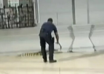 Pánico en Ituzaingó por un yacaré suelto en pleno centro de la ciudad