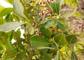 Economía regional: la yerba en “verde” y la mandioca en “rojo”