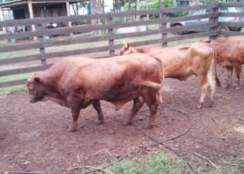 Aftosa: estiman que el cambio de vacuna será recién para el 2025