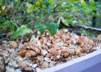 Cáscara de huevo en la tierra para beneficiar las plantas y el suelo
