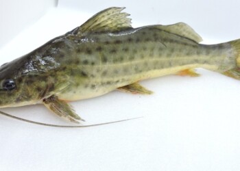 Peces del río Paraná: Pimelodus maculatus