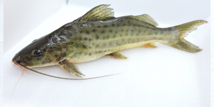 Bagre amarillo /  Foto: Lic. Danilo R. Aichino