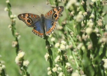 Realizarán este sábado un taller gratuito sobre la planta de carqueja