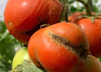 Realizan monitoreos en plantaciones para detectar casos de virus rugoso