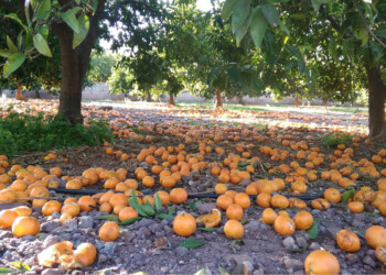 Proponen convertir desechos de cítricos en yeso biodegradable