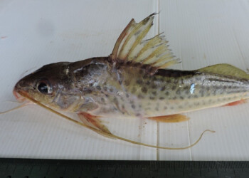 Peces del río Paraná: Iheringichthys labrosus