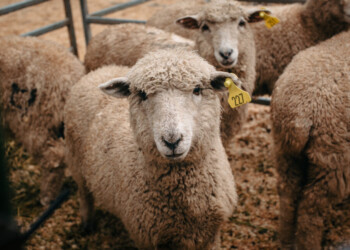 San José tendrá un nuevo remate de ganado menor con torneo de salto