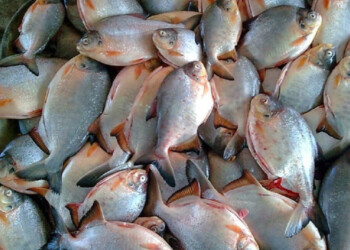 Proyectan 30.000 toneladas de pacú para comercializar en 2025