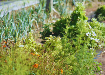 Franjas florales: una estrategia para el control biológico de plagas