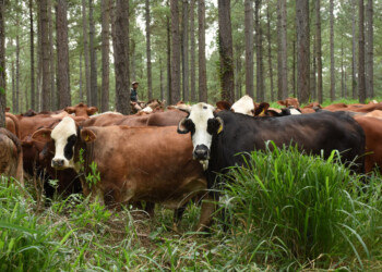 Aftosa: seguirán caras las vacunas para el ganado bovino misionero
