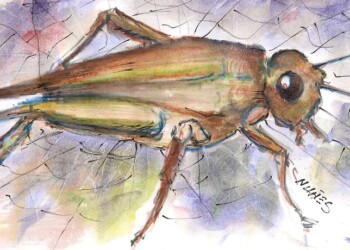 Escritores de Misiones: Acecho