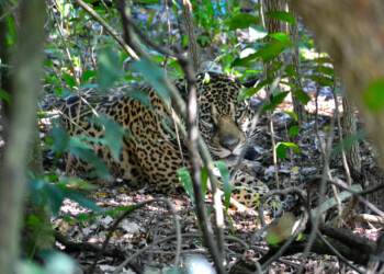 Los yaguaretés de los Esteros del Iberá brillan en la nueva serie documental de Netflix