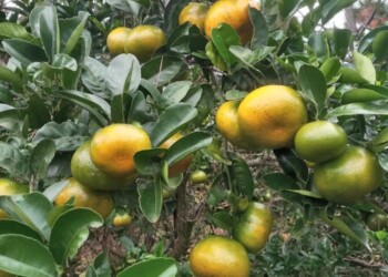 Cítricos: poco y de segunda para Misiones, lo bueno para Entre Ríos